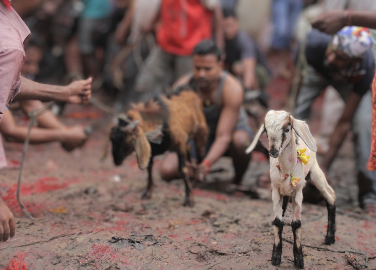 Goat at Nepal's Dashain festival