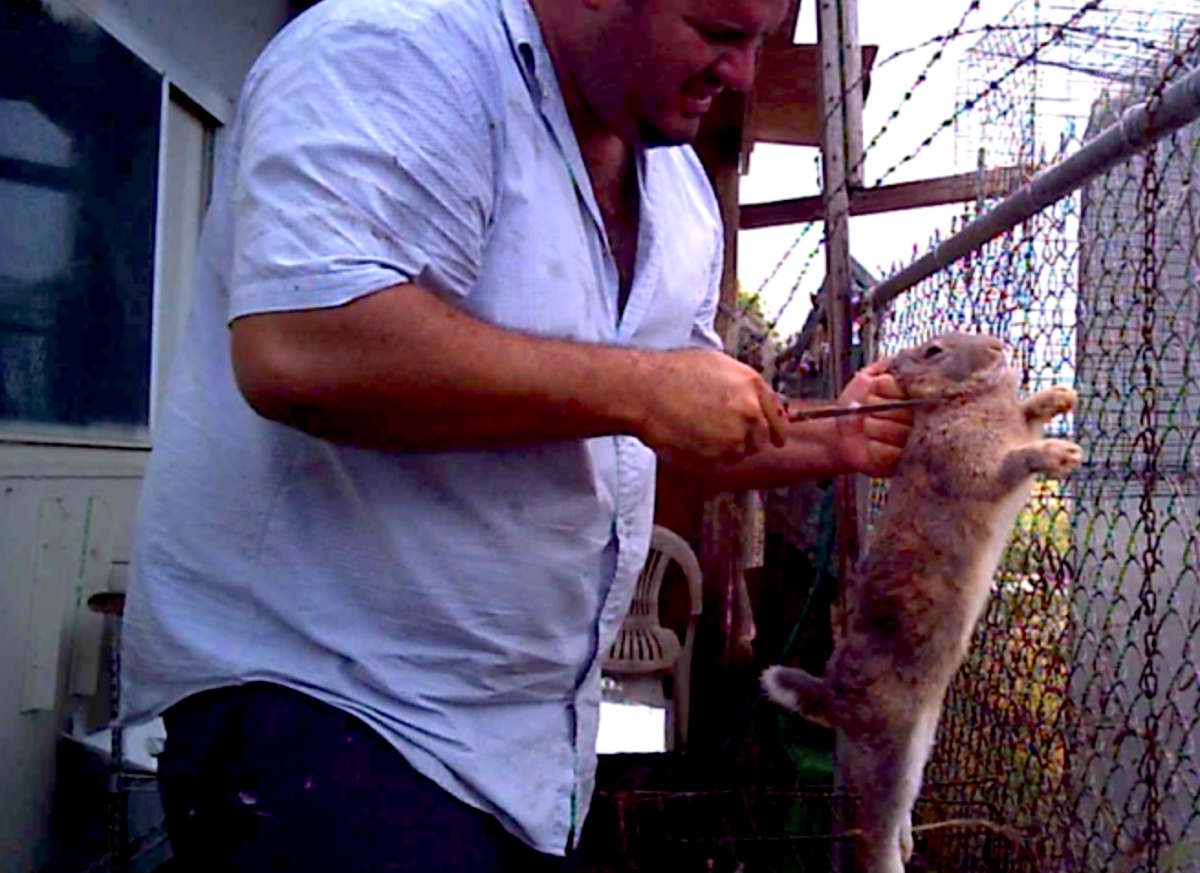 Rabbit held during the undercover investigation